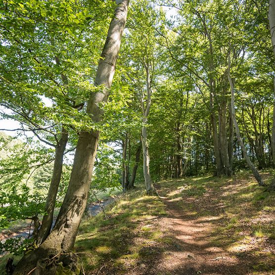 Waldweg auf dem neanderlandSTEIG im Sommer