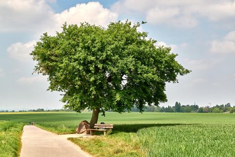 Bank unter dem Baum der Besinnung im Sommer auf dem Fulerumer Feld in Mülheim an der Ruhr
