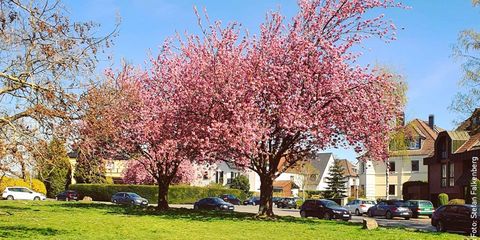 Bäume im Frühling im Witthausbusch