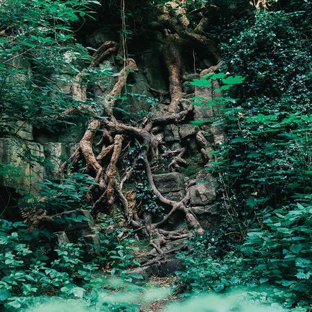 Freigelegte Baumwurzeln wachsen eine Steinwand herunter, umgeben von grünen Sträuchern