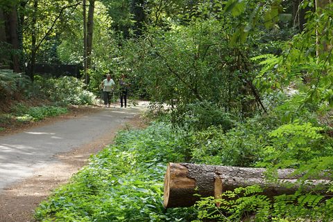 Walkende auf einem Spazierweg im Sommer im Uhlenhorst 