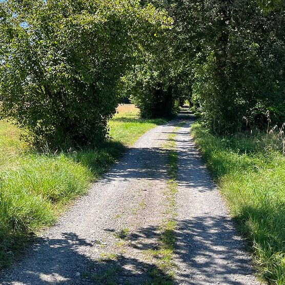 Wanderweg im Sommer auf dem neanderlandSTEIG Etappe 7 (Mülheim-Selbeck)