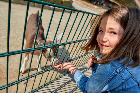 Mädchen füttert Ziegenkitz im Sommer im Arche-Park im Mülheimer Witthausbusch 
