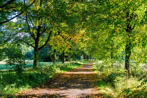 Spazierweg mit Bäumen zum Herbstanfang am Auberg in Selbeck 