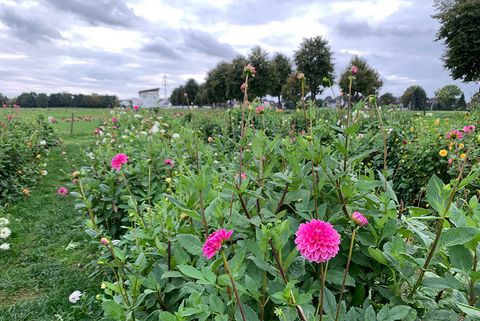 Blumenfeld im Herbst am Hexbachtal in Mülheim Dümpten